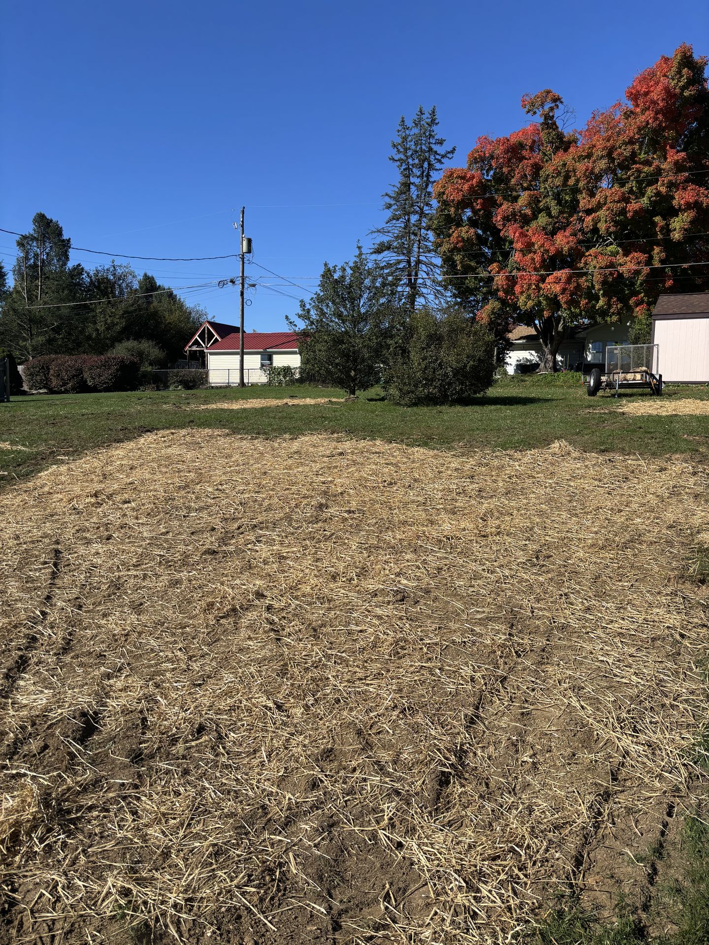 Freshly straw-seeded ground after backyard brush clearing, ready for grass to grow in