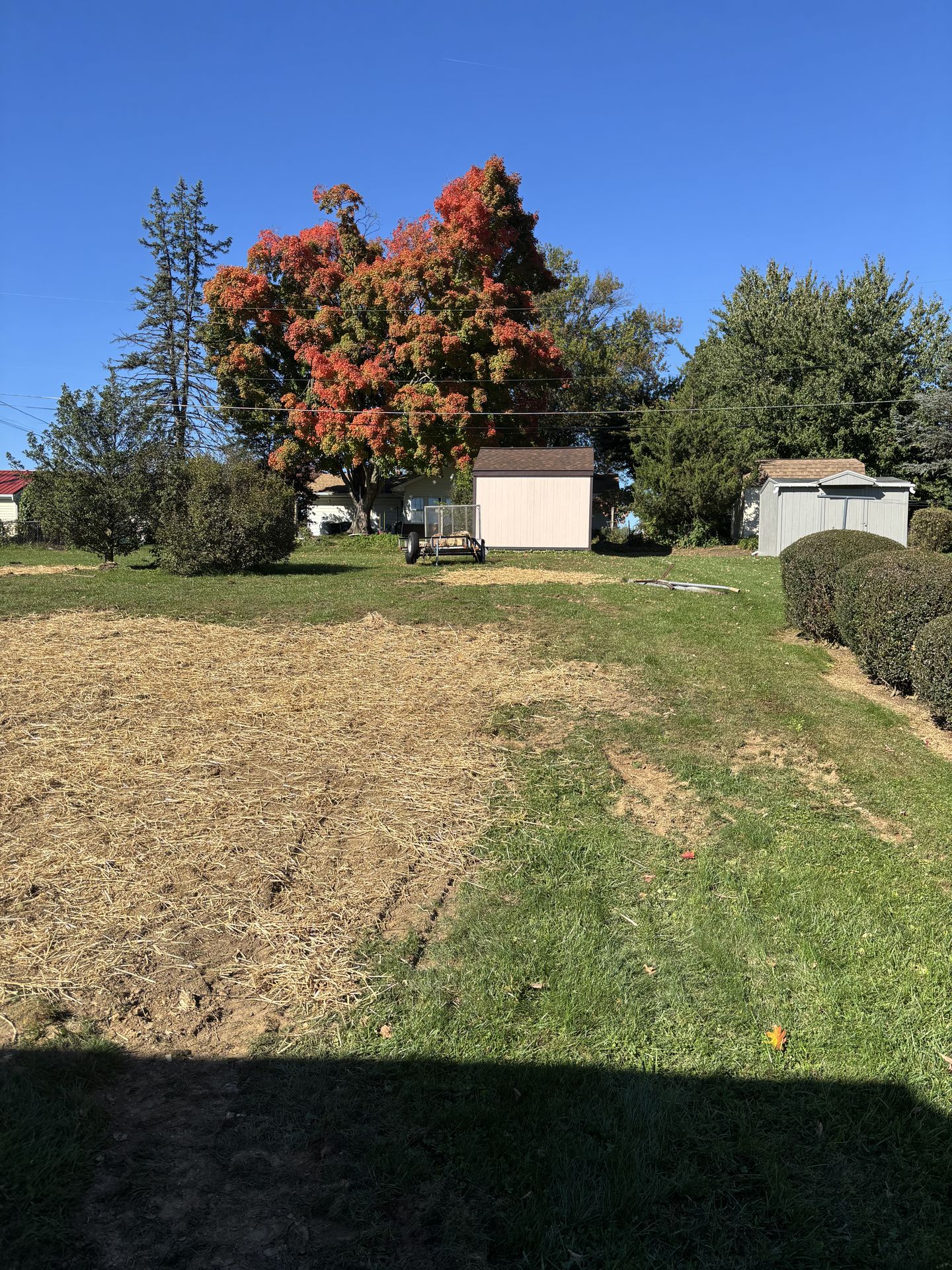 Finished, straw-seeded backyard after brush and stump clearing